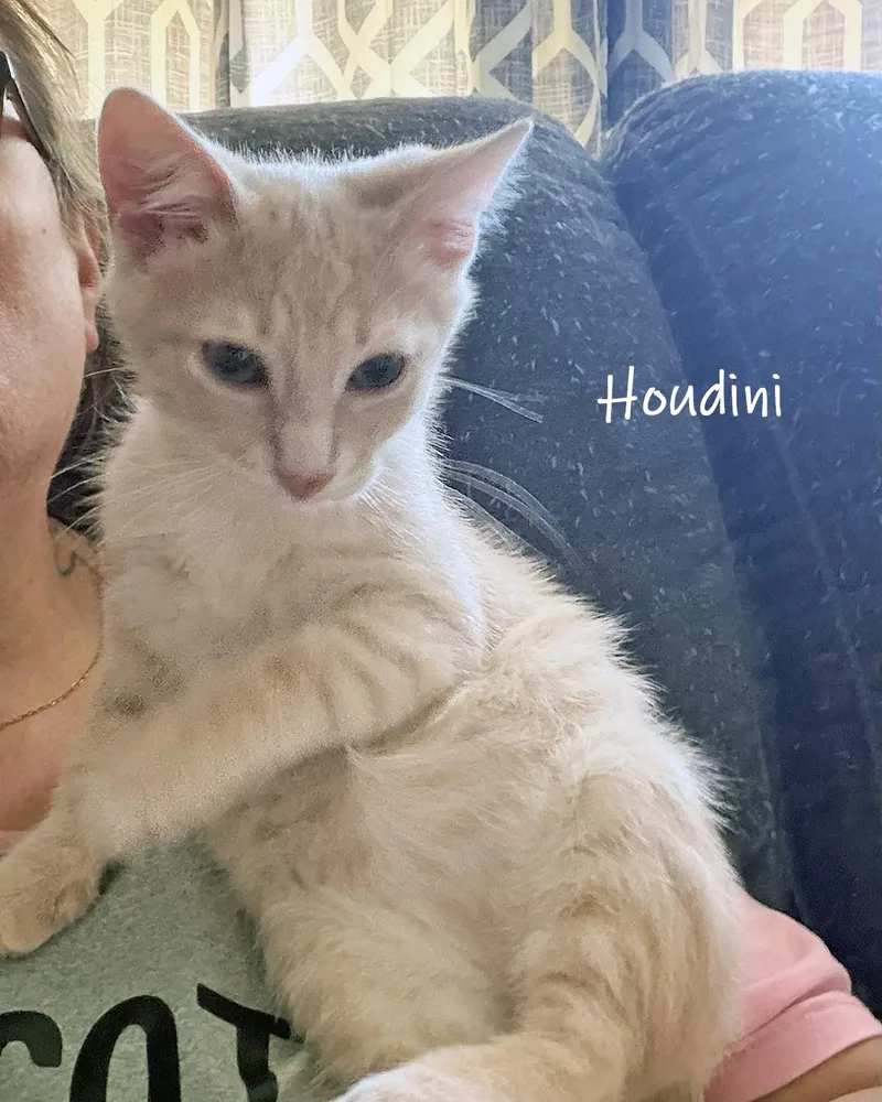 Houdini thumbnail 2
