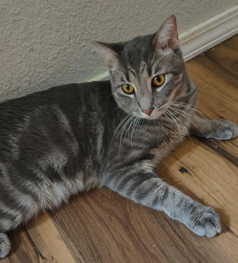 A young medium-sized male Tabby (Gray / Blue / Silver) Tabby cat named Beans for adoption in Gilbert, AZ