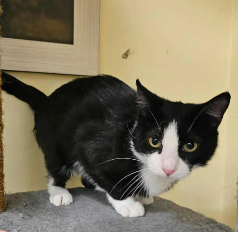 A baby medium-sized female Domestic Short Hair cat named Vogue for adoption in Salt Lake City, UT