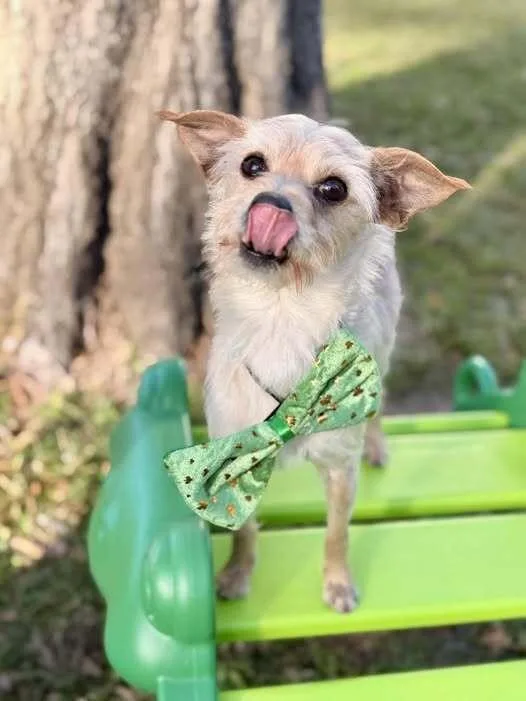 An adult small-sized male Brown / Chocolate Yorkshire Terrier dog named Pablo Picasso for adoption in Richmond, TX