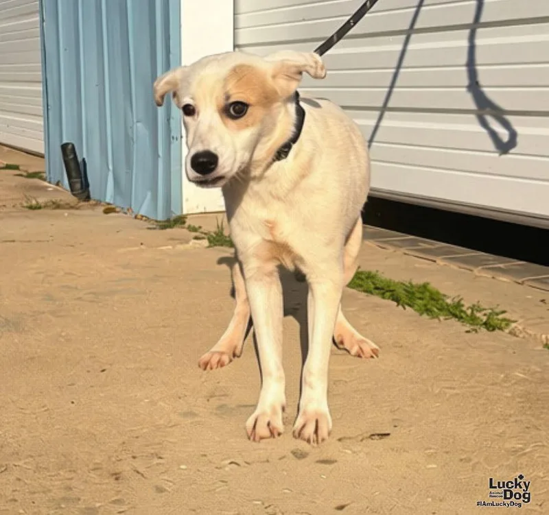 A young medium-sized female Great Pyrenees dog named Maisie for adoption in Washington, DC