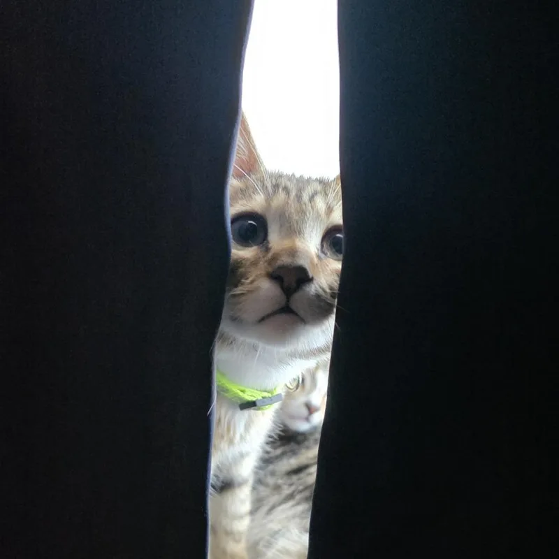 A baby small-sized male Brown / Chocolate Domestic Short Hair cat named Sapling for adoption in Los Angeles, CA