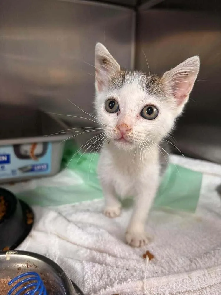 A baby small-sized male Domestic Short Hair cat named Anderson Thorn for adoption in Statesboro, GA