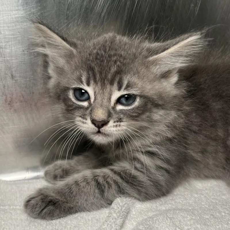 A baby small-sized male Gray / Blue / Silver Domestic Medium Hair cat named Silver for adoption in Palm Springs, CA