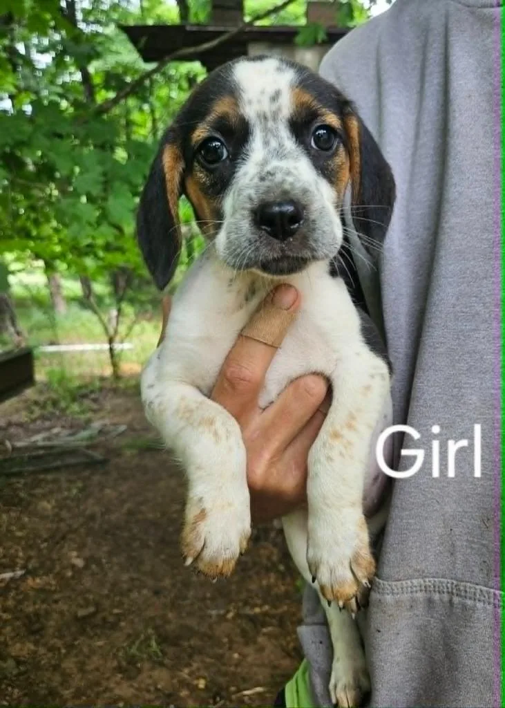 A young small-sized female Beagle dog named Candy for adoption in Newaygo, MI