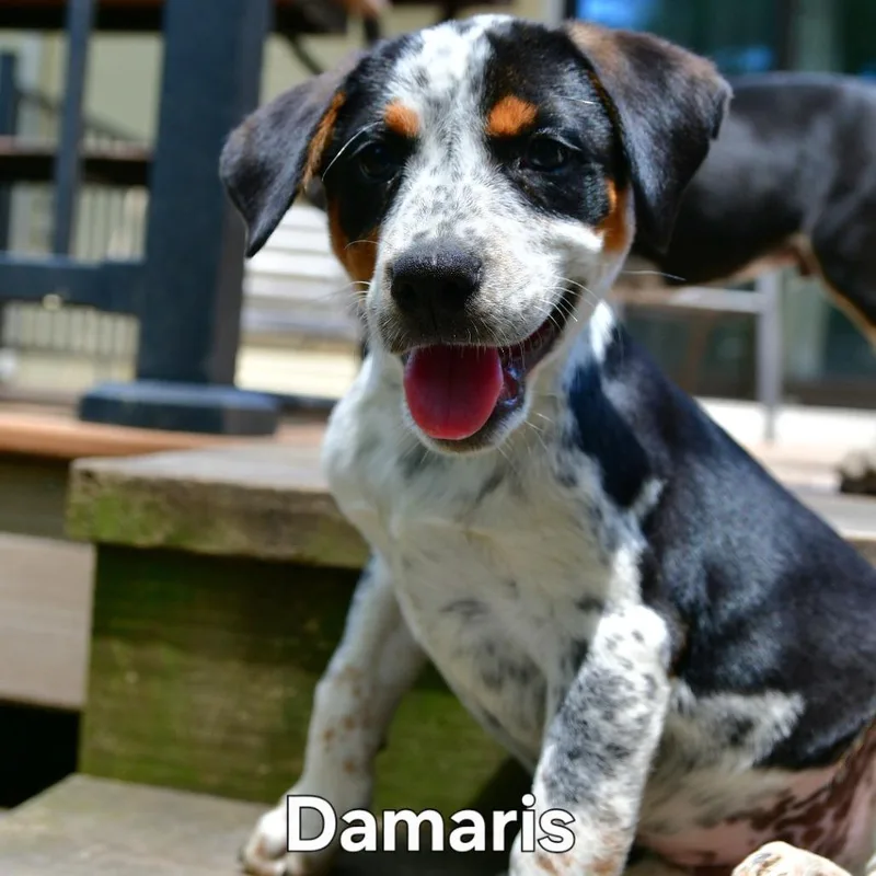 Damaris thumbnail 2