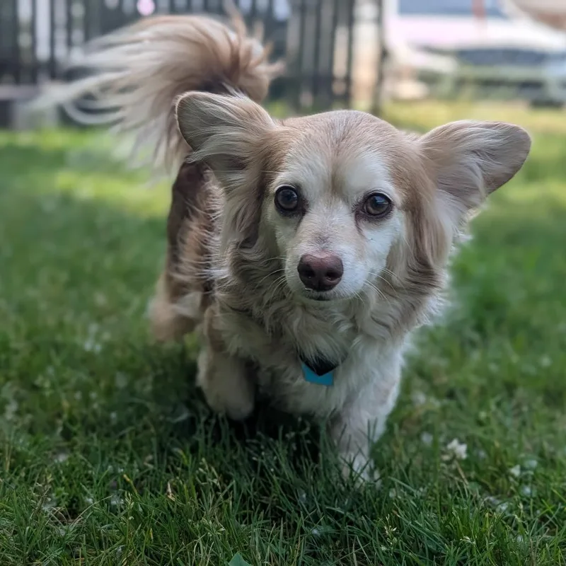 An adult small-sized male Mixed Breed dog named Stimpy for adoption in Fenton, MI