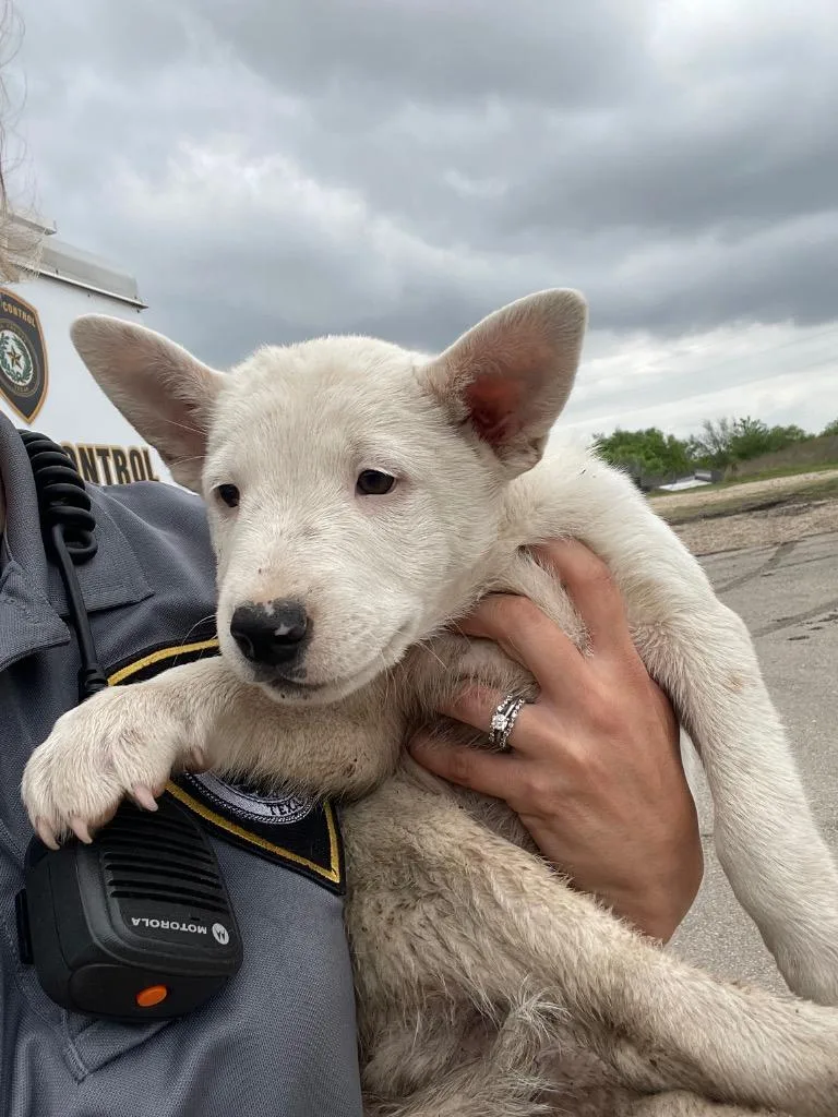 A baby small-sized male Cattle Dog dog named Calgary for adoption in New Braunfels, TX