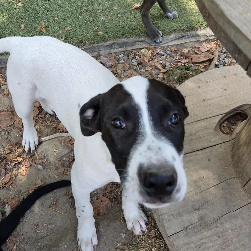 A baby medium-sized male Australian Cattle Dog / Blue Heeler dog named Silas Success for adoption in Andover, MA