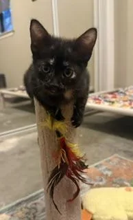 Nova
