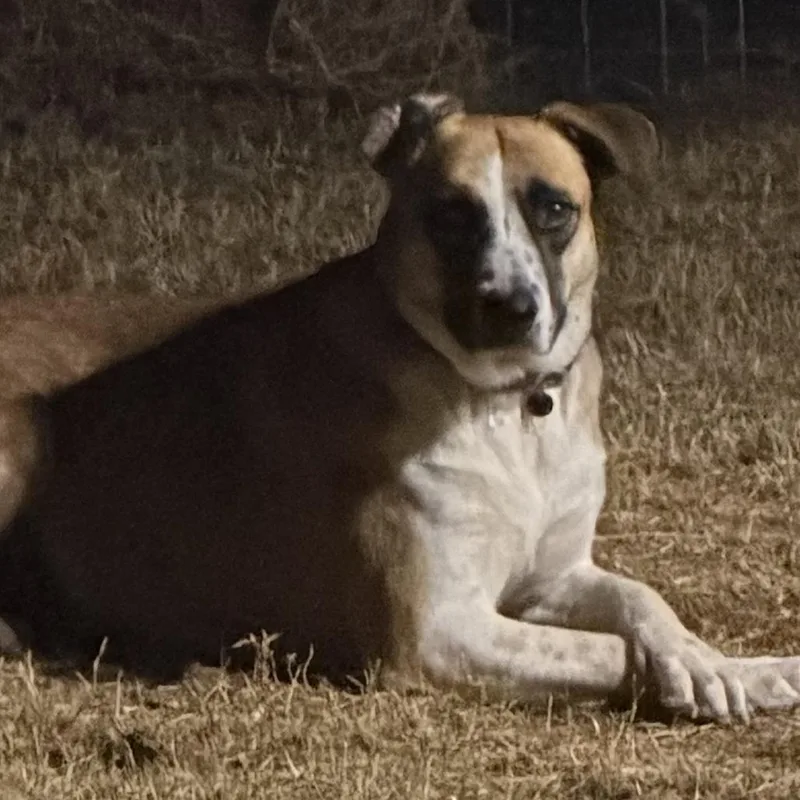 An adult medium-sized female Yellow / Tan / Blond / Fawn Mixed Breed dog named Daisy for adoption in Midland, TX