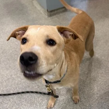 A young medium-sized male Yellow / Tan / Blond / Fawn Mixed Breed dog named Carmelo for adoption in Jacksonville, FL