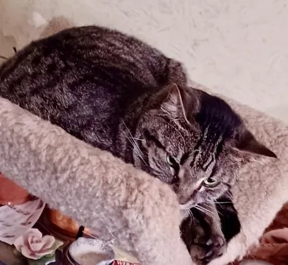 Judith `a Priority Pet` thumbnail 2