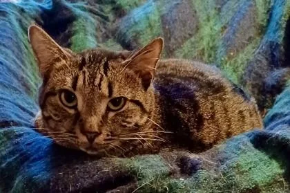 Judith `a Priority Pet` thumbnail 3