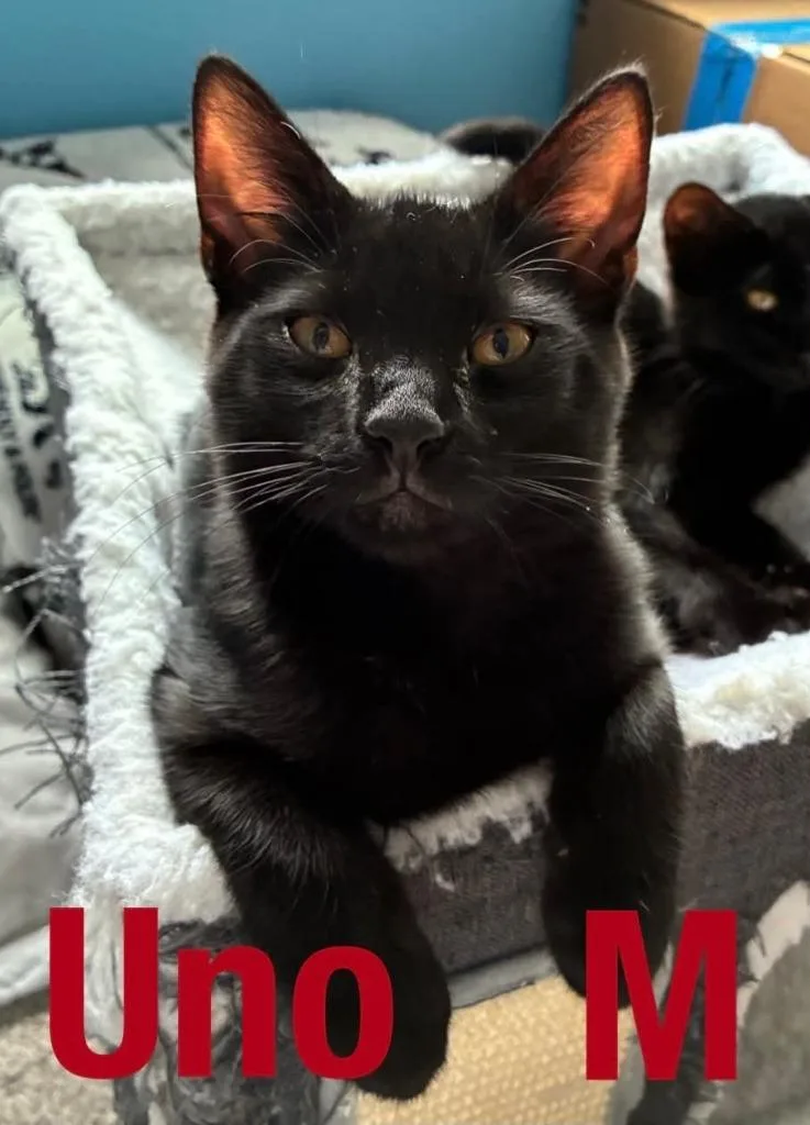 A baby medium-sized male Domestic Short Hair cat named Uno Carlos S Hinesville. for adoption in Darien, GA