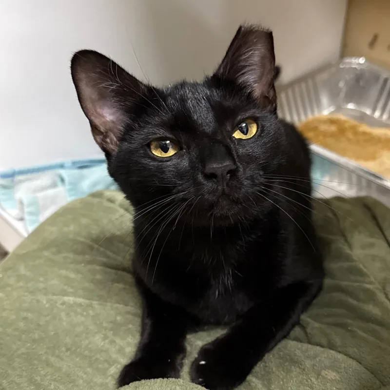 An adult medium-sized female Black Domestic Short Hair cat named Nightlight for adoption in Jacksonville, FL