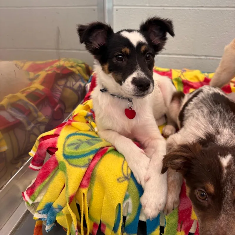 A baby small-sized female Black Mixed Breed dog named Papaya for adoption in Wheeling, IL
