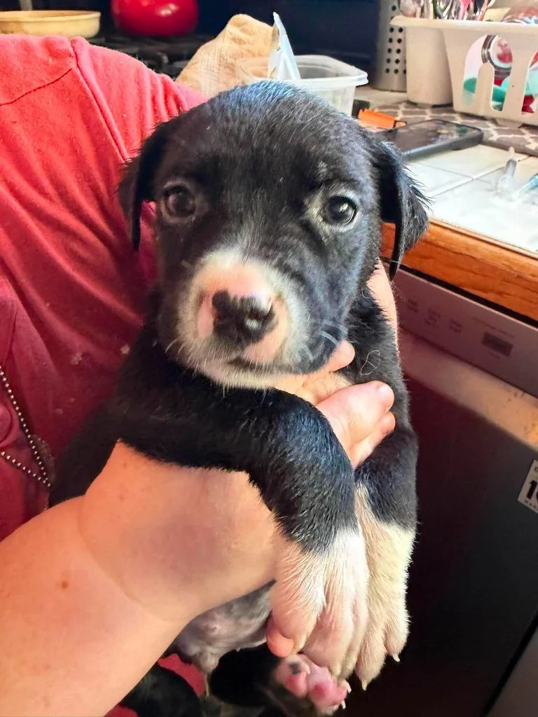 A baby medium-sized male Mixed Breed dog named Splinter for adoption in Cloquet, MN