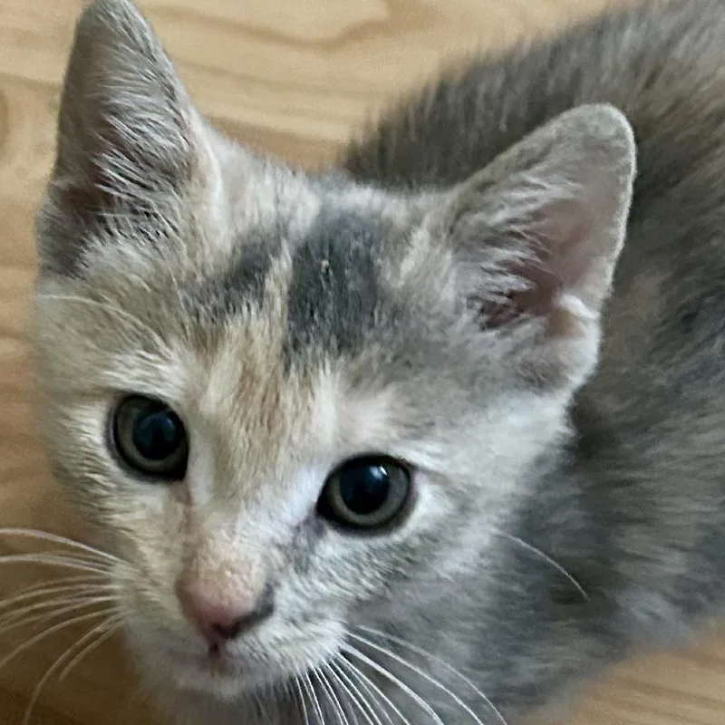 A baby small-sized female Tortoiseshell Domestic Short Hair cat named Meadowlark for adoption in Pleasanton, CA