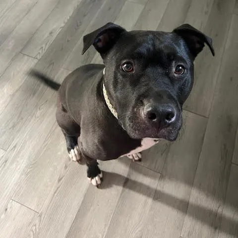 Marshall thumbnail 2