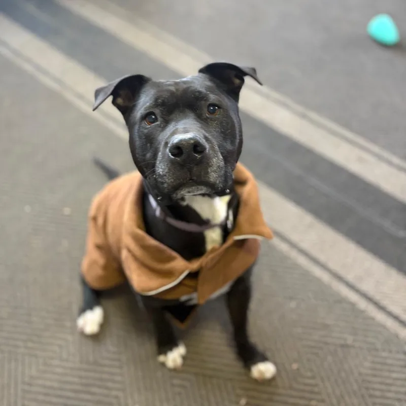 Marshall thumbnail 4