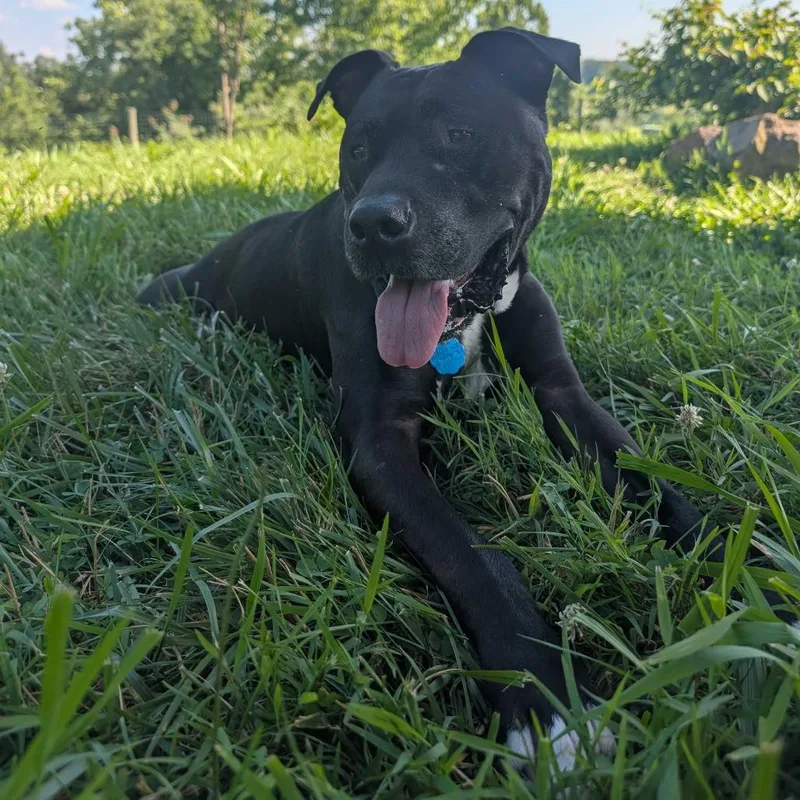 Marshall thumbnail 5