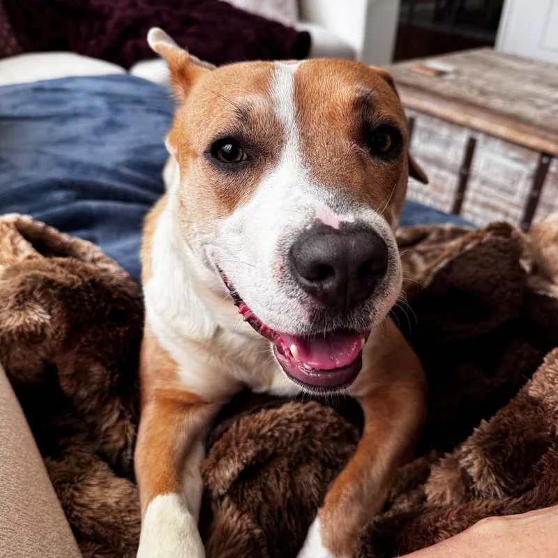 An adult medium-sized male Yellow / Tan / Blond / Fawn American Staffordshire Terrier dog named Santi for adoption in Pittsburgh, PA