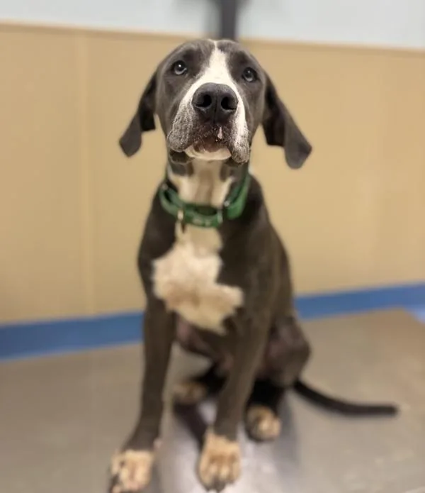 A baby extra large-sized male Cane Corso dog named Brutus for adoption in Sioux City, IA