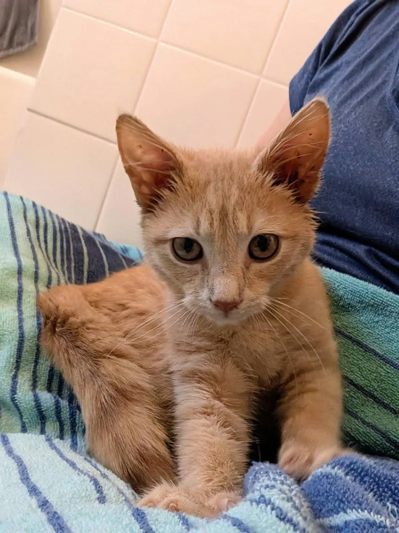 Garfield