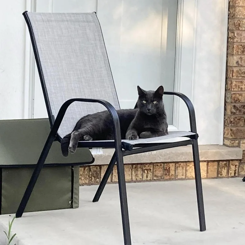 An adult small-sized male Black Domestic Short Hair cat named Grumpy for adoption in Plainfield, IL