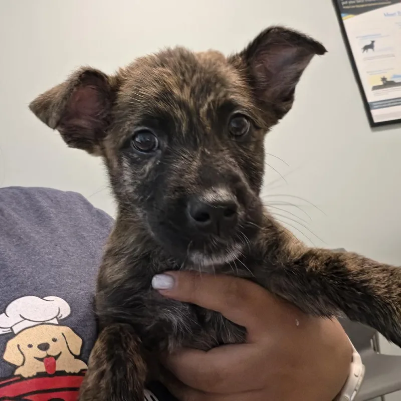 A baby small-sized male Black Mixed Breed dog named Fall for adoption in Leander, TX
