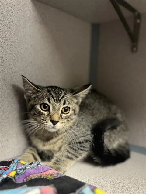 A baby small-sized female Domestic Short Hair cat named Poppi for adoption in Aliquippa, PA