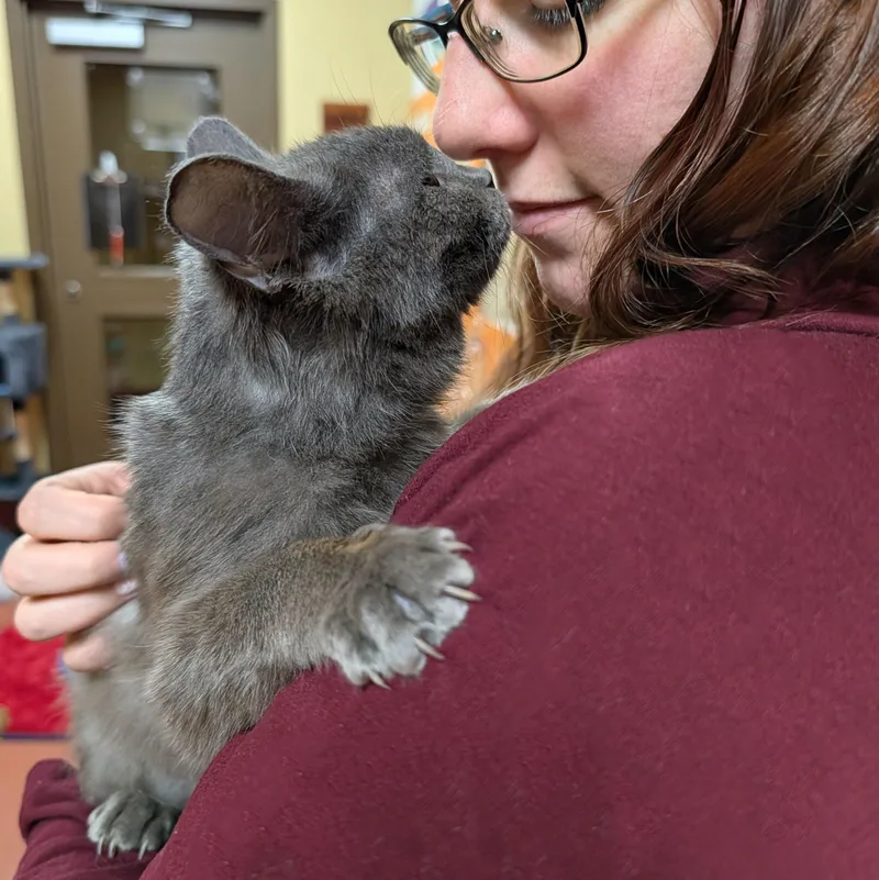 An adult medium-sized female Gray / Blue / Silver Domestic Short Hair cat named Kashmire for adoption in Accident, MD