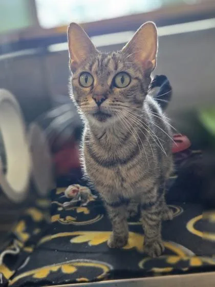 An adult medium-sized female Domestic Short Hair cat named Rita for adoption in Westland, MI