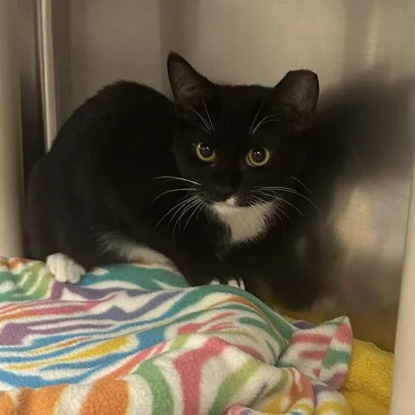A baby medium-sized male Domestic Short Hair cat named Brunch for adoption in Walnut Creek, CA
