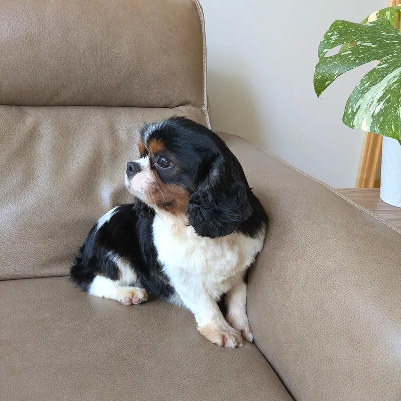 An adult small-sized male Black Cavalier King Charles Spaniel dog named Mateo for adoption in Rochester, MN