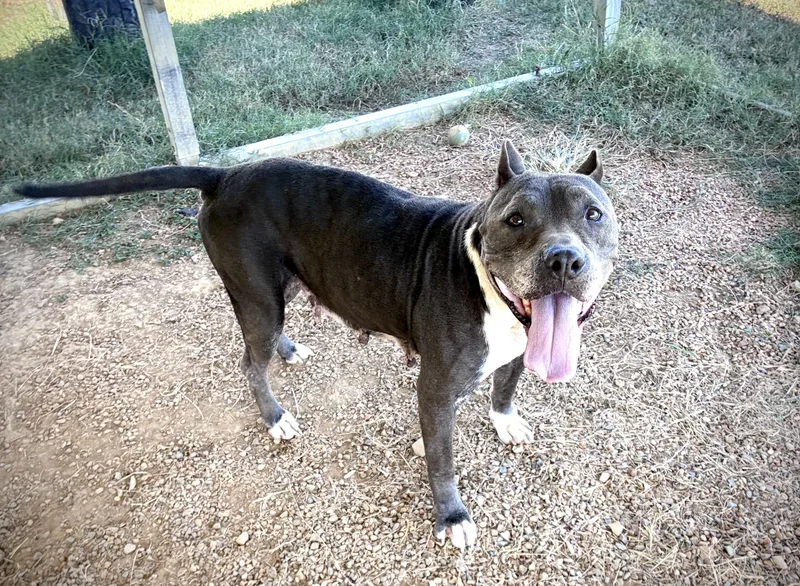 A senior large-sized female American Bulldog dog named Sheeba for adoption in Senatobia, MS