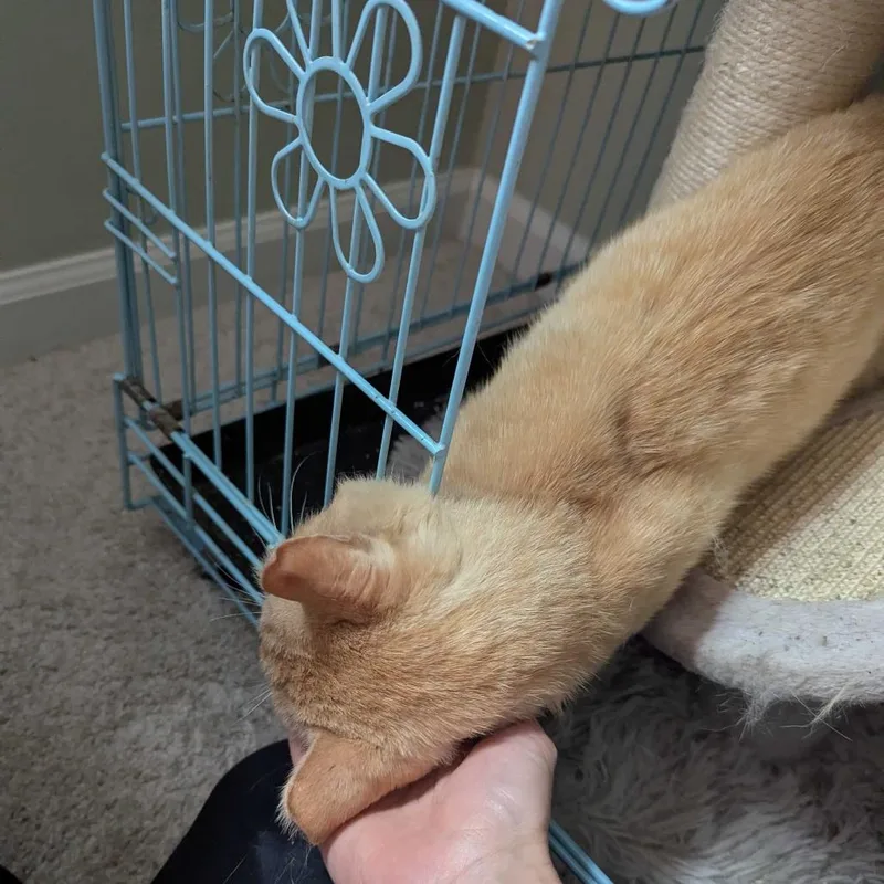 An adult large-sized male Orange / Red Domestic Short Hair cat named Stanley for adoption in PITTSBURGH, PA