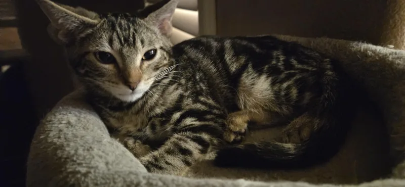 A baby small-sized male Domestic Short Hair cat named Jasper for adoption in Rio Linda, CA
