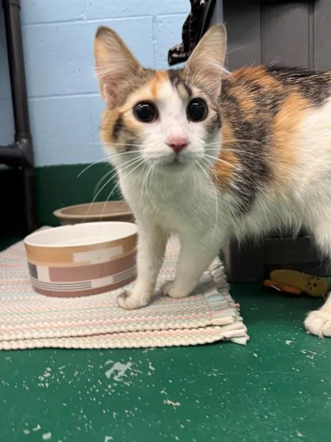 A young small-sized female Domestic Short Hair cat named Ms. Berry for adoption in Peoria, IL