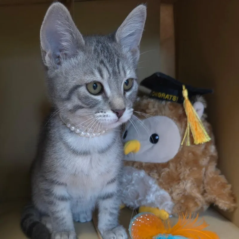 A baby medium-sized female Domestic Short Hair cat named Six for adoption in Wiggins, MS
