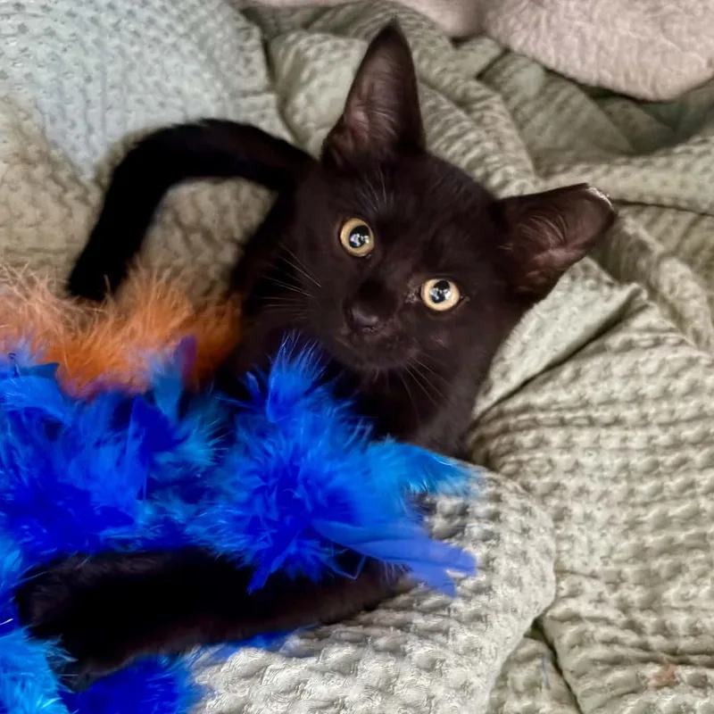 A baby small-sized male Black Domestic Short Hair cat named Mundial for adoption in Milwaukee, WI