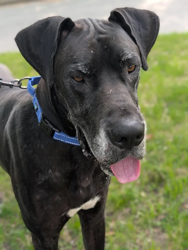 An adult large-sized male Black Great Dane dog named Zeus for adoption in Grand Rapids, MI