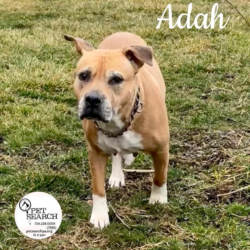 A senior medium-sized female Yellow / Tan / Blond / Fawn Pit Bull Terrier dog named Adah for adoption in Washington, PA