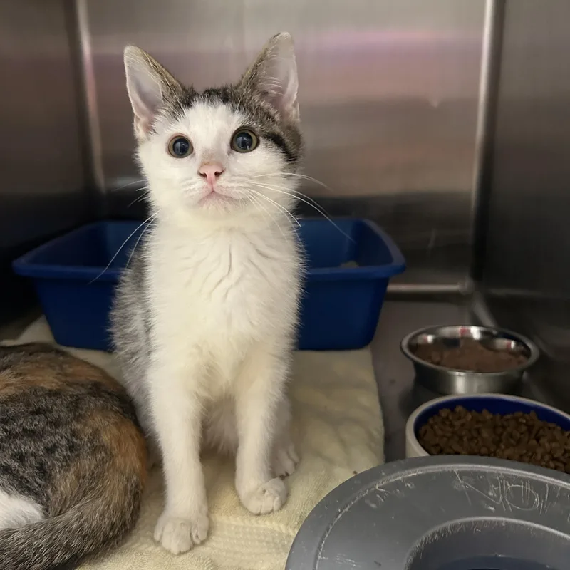 A young medium-sized male Tabby (Brown / Chocolate) Domestic Short Hair cat named Ishmael for adoption in La Grange Park, IL