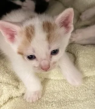 A baby small-sized male Domestic Short Hair cat named Salted Caramel for adoption in Statesville, NC