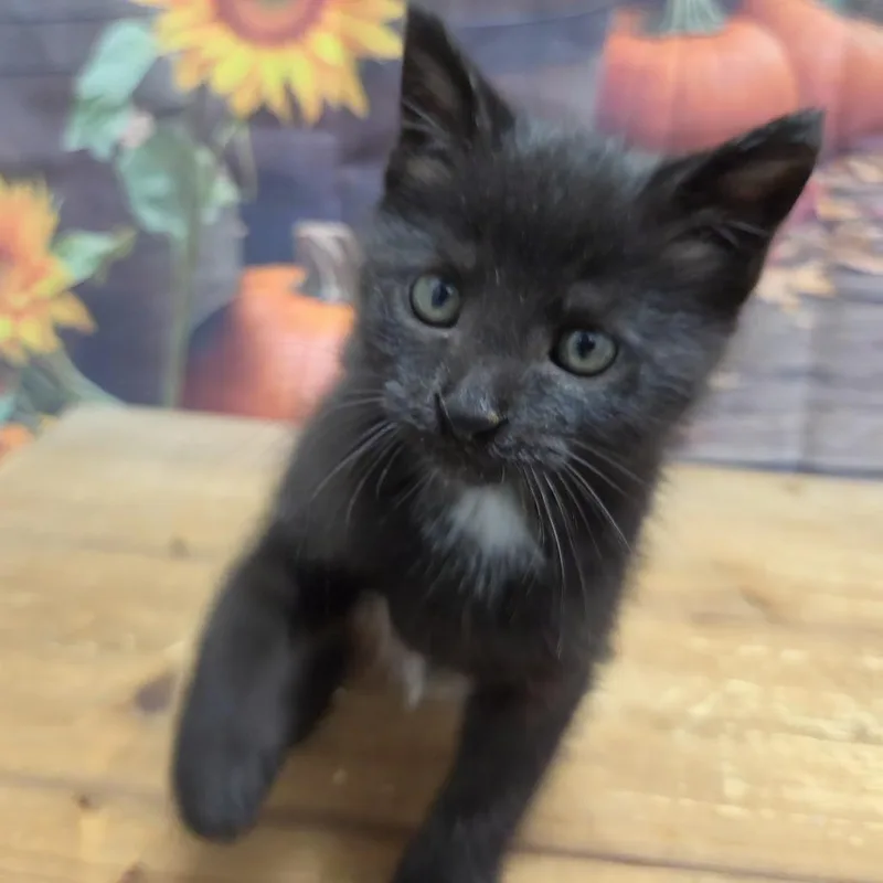 A baby small-sized male Domestic Short Hair cat named Pumpkin for adoption in Normal, IL
