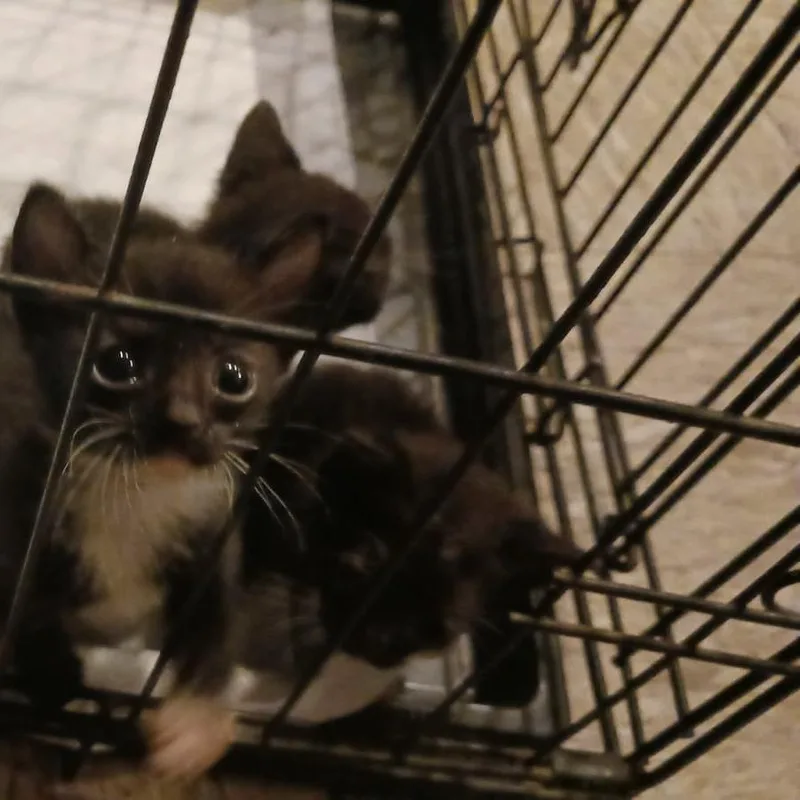 A baby small-sized female Black Domestic Short Hair cat named Sagittarius for adoption in West Palm Beach, FL