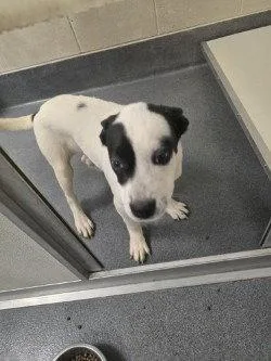 A young small-sized female Hound dog named Pr  Adele for adoption in Glen Allen, VA