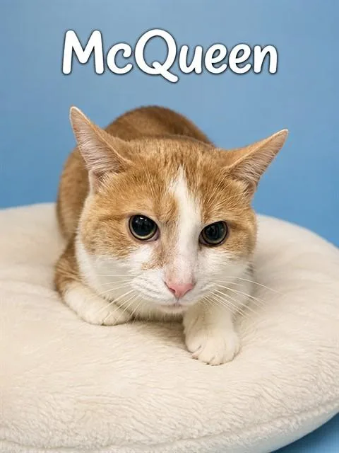 An adult small-sized male Domestic Short Hair cat named Mcqueen for adoption in Westminster, MD